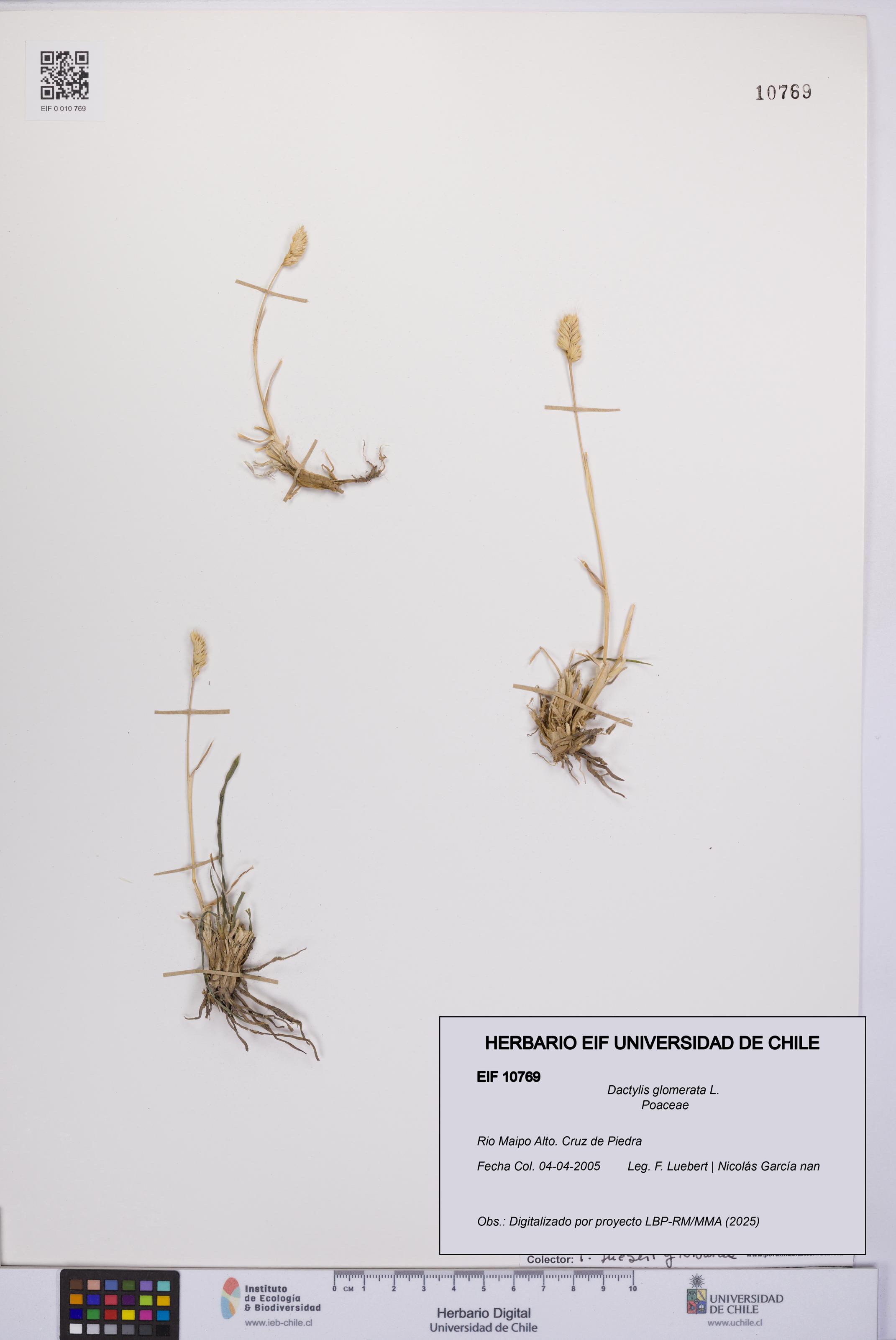 Dactylis glomerata [Espécimen: UCH:EIF:0010769]