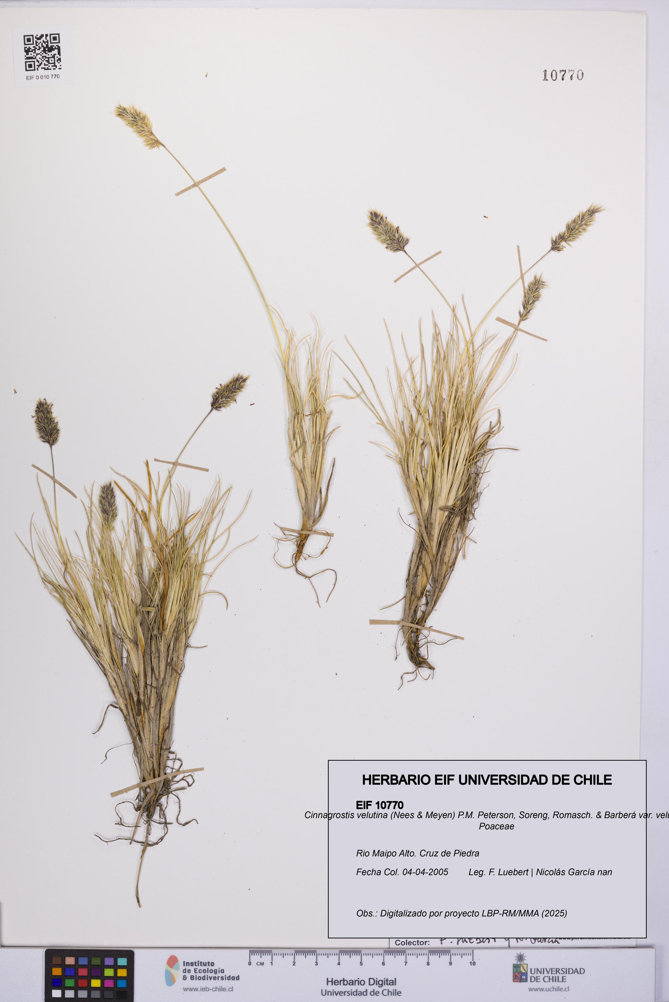 Cinnagrostis velutina var. velutina [Espécimen: UCH:EIF:0010770]