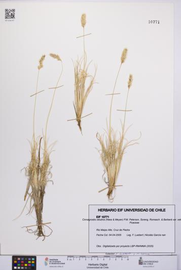 Cinnagrostis velutina var. velutina [Espécimen: UCH:EIF:0010771]