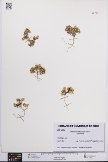 Chaetanthera flabellata [Espécimen: UCH:EIF:0010774]