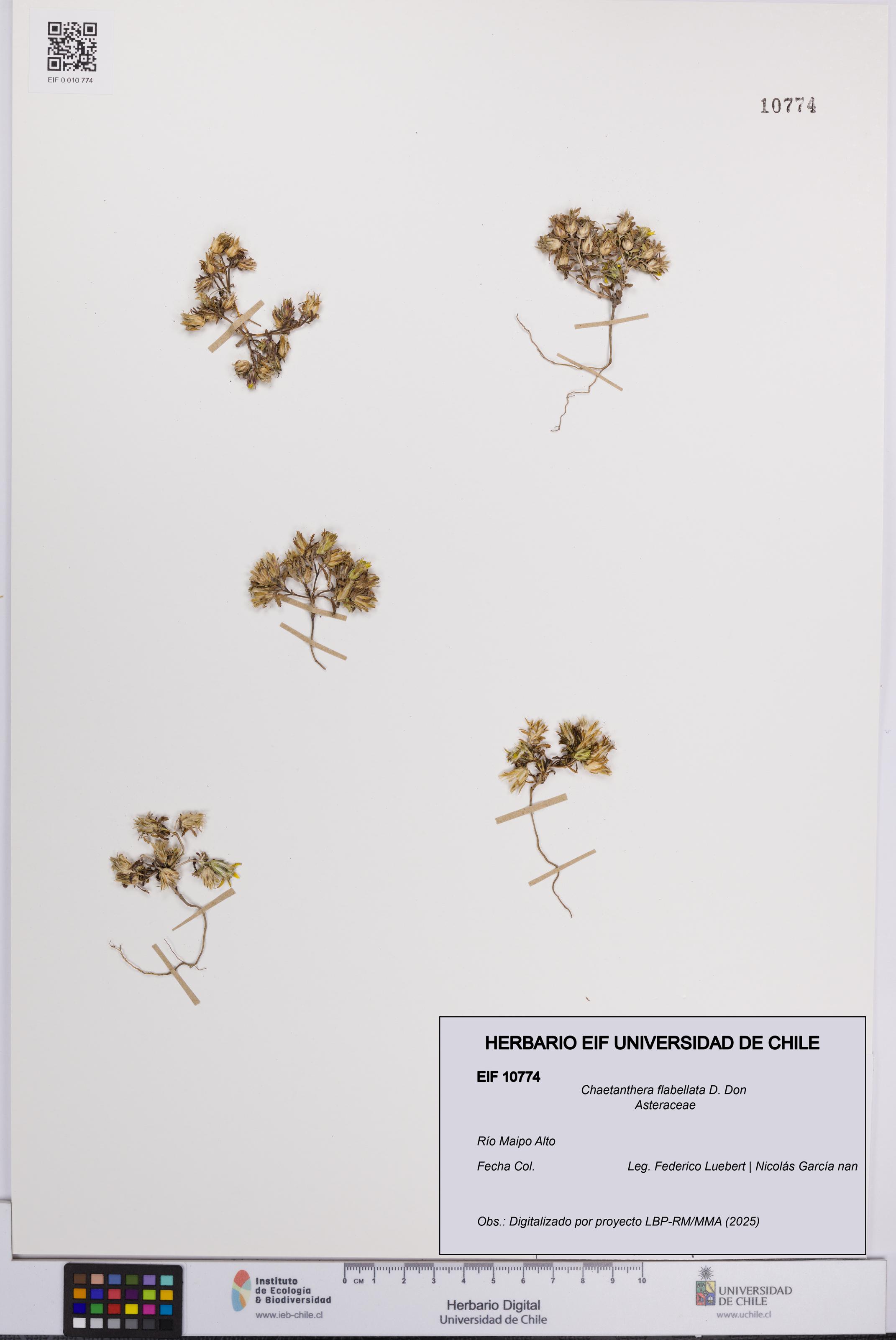 Chaetanthera flabellata [Espécimen: UCH:EIF:0010774]