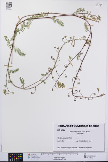 Adesmia conferta [Espécimen: UCH:EIF:0010794]