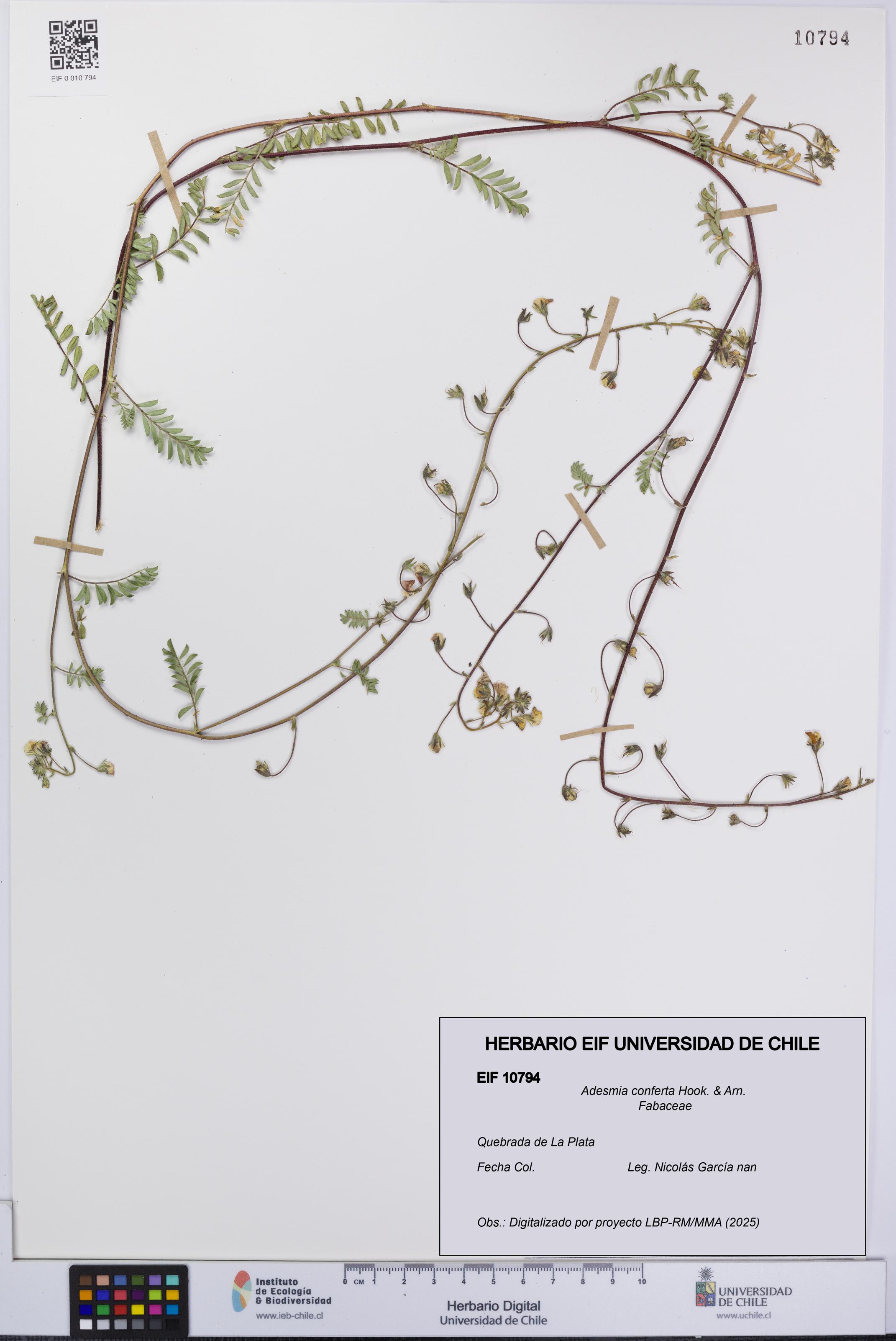 Adesmia conferta [Espécimen: UCH:EIF:0010794]