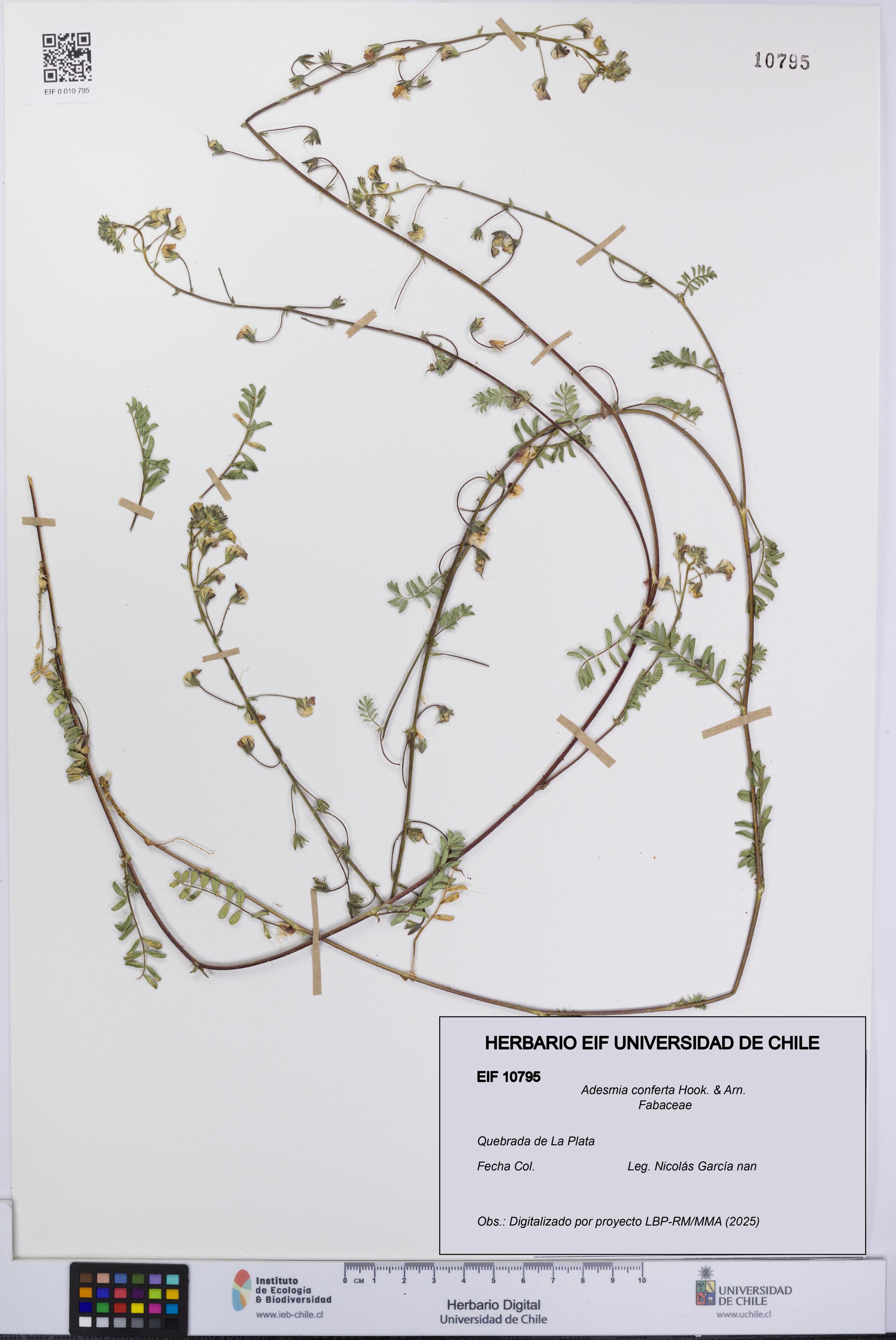 Adesmia conferta [Espécimen: UCH:EIF:0010795]