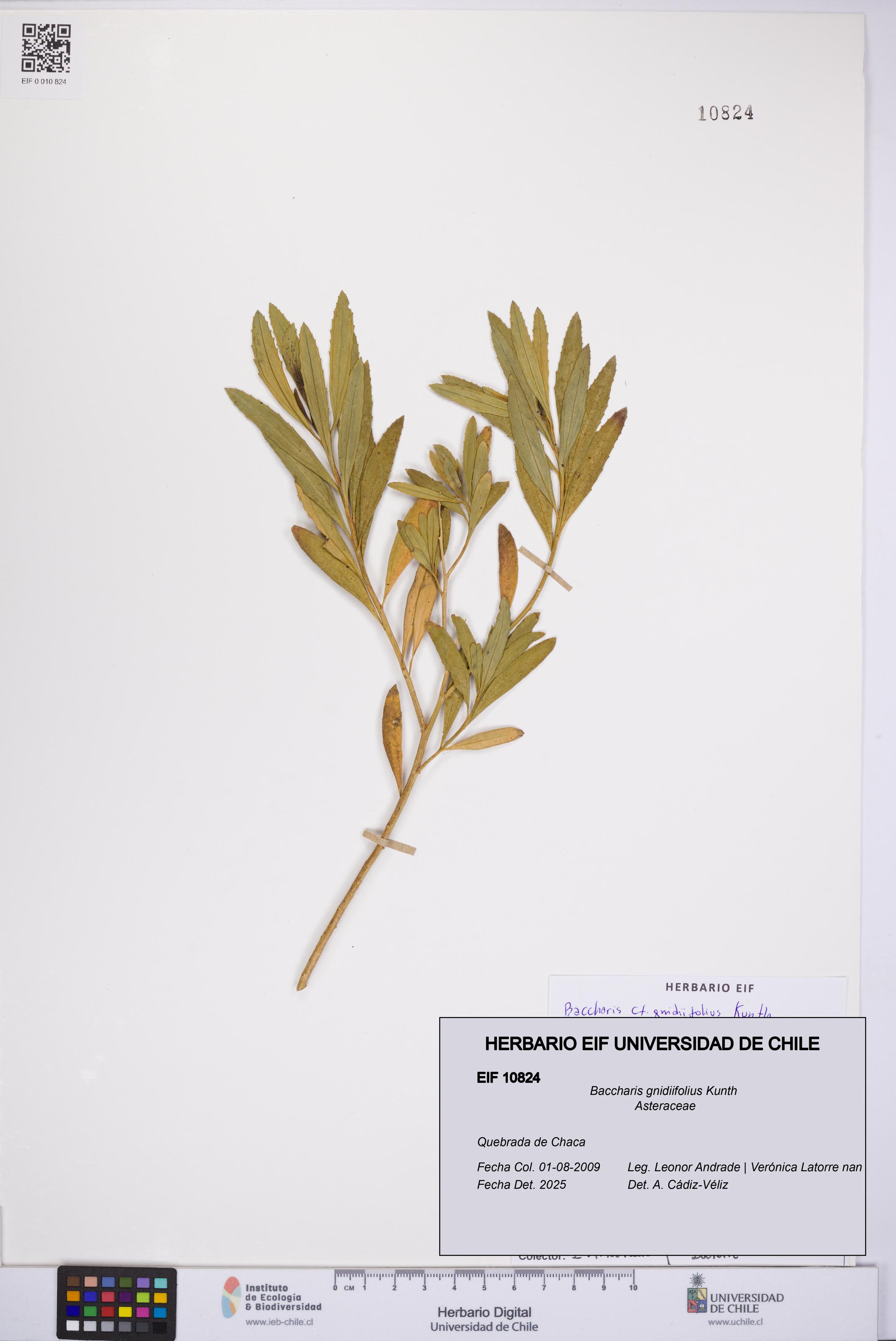 Baccharis gnidiifolius [Espécimen: UCH:EIF:0010824]