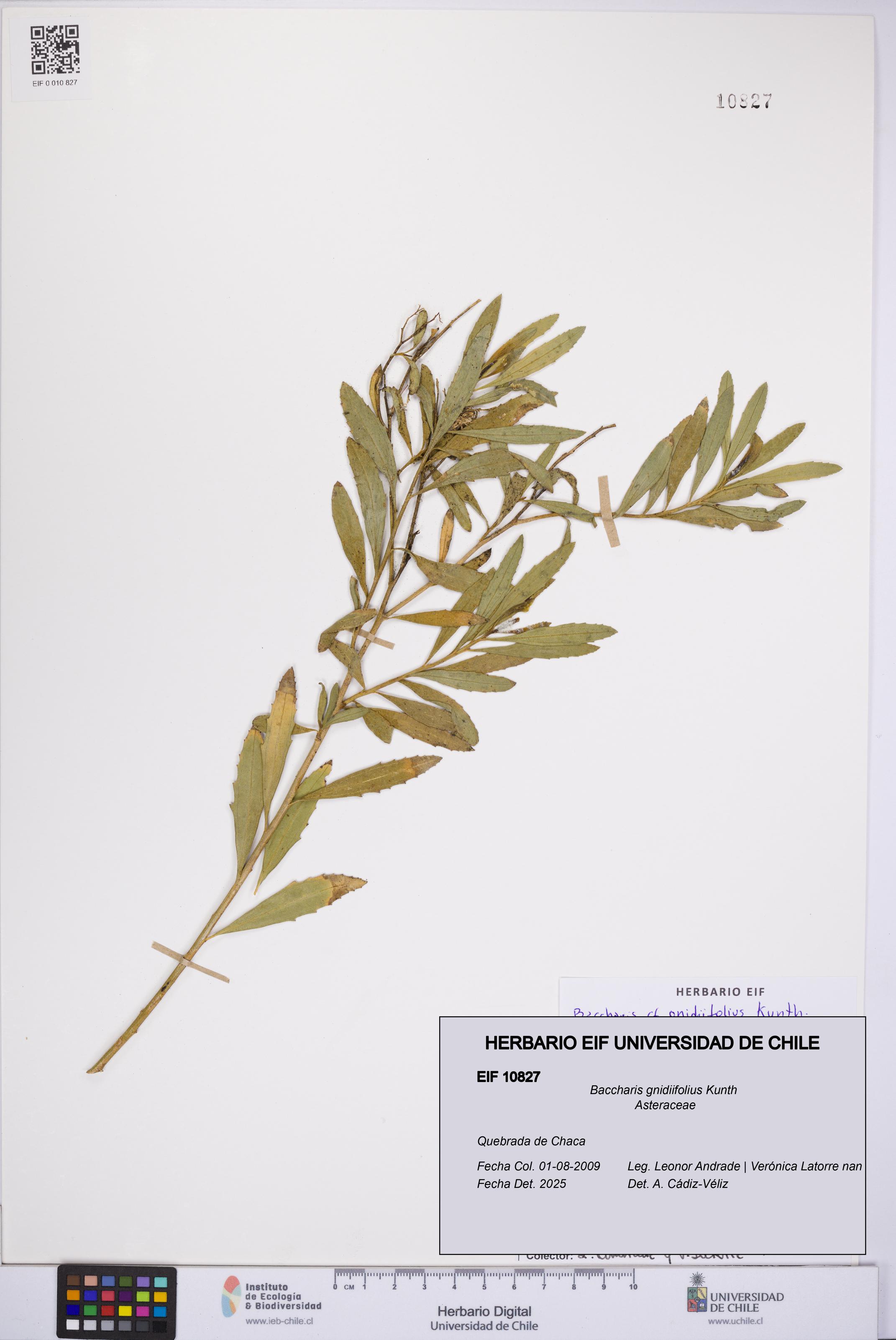 Baccharis gnidiifolius [Espécimen: UCH:EIF:0010827]
