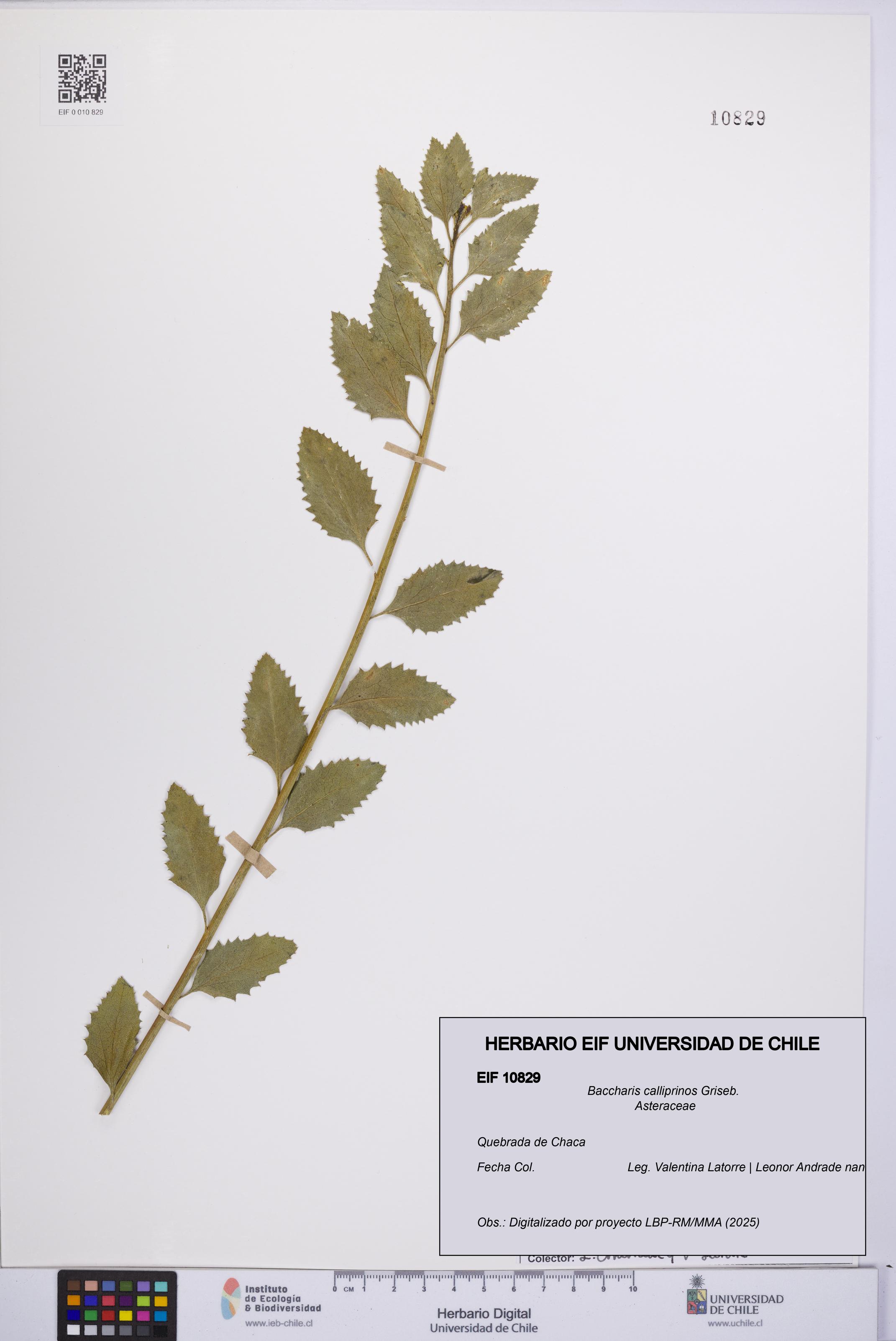 Baccharis calliprinos [Espécimen: UCH:EIF:0010829]