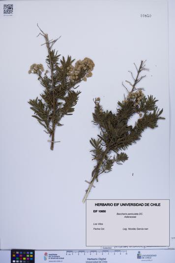 Baccharis paniculata [Espécimen: ]