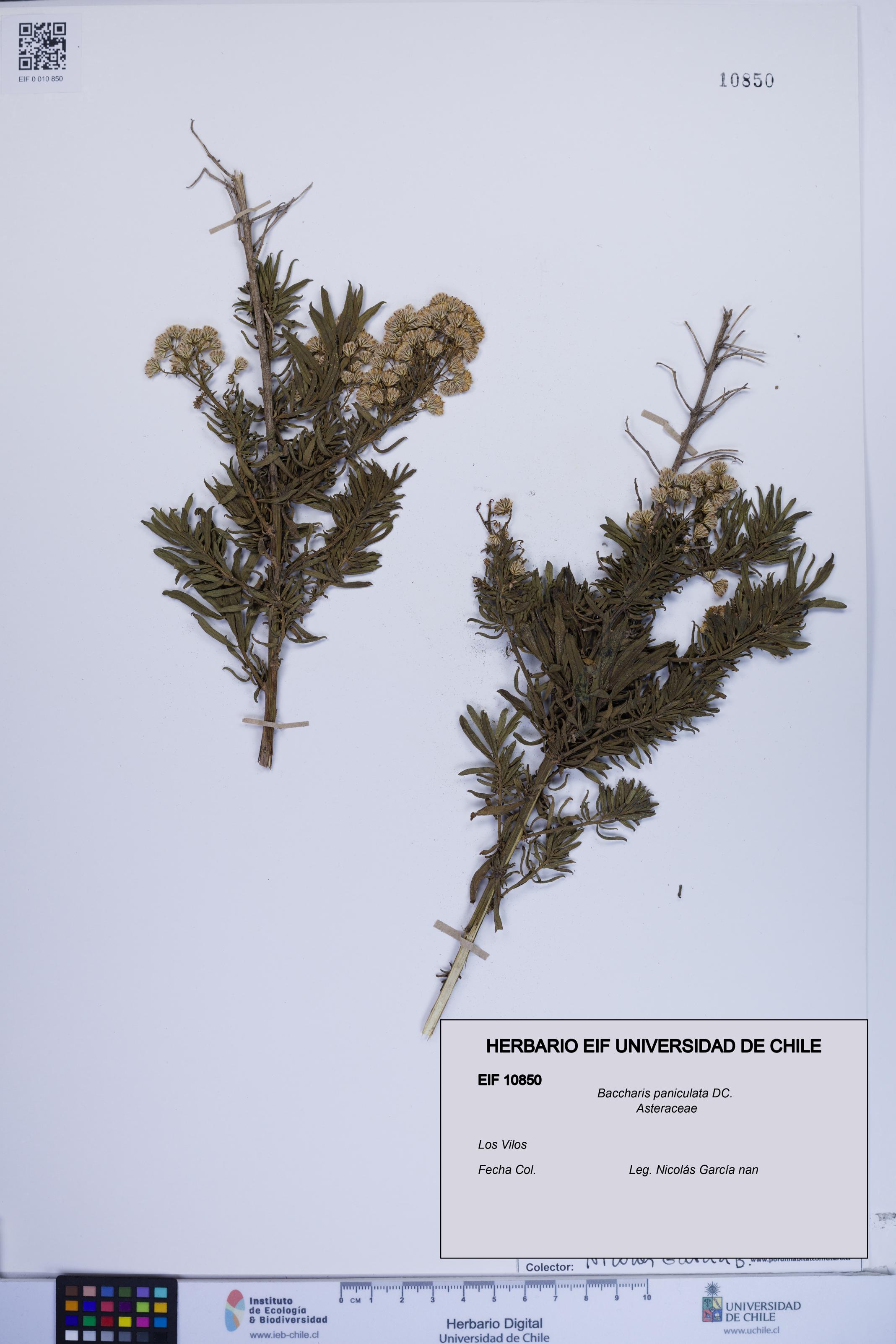 Baccharis paniculata [Espécimen: ]
