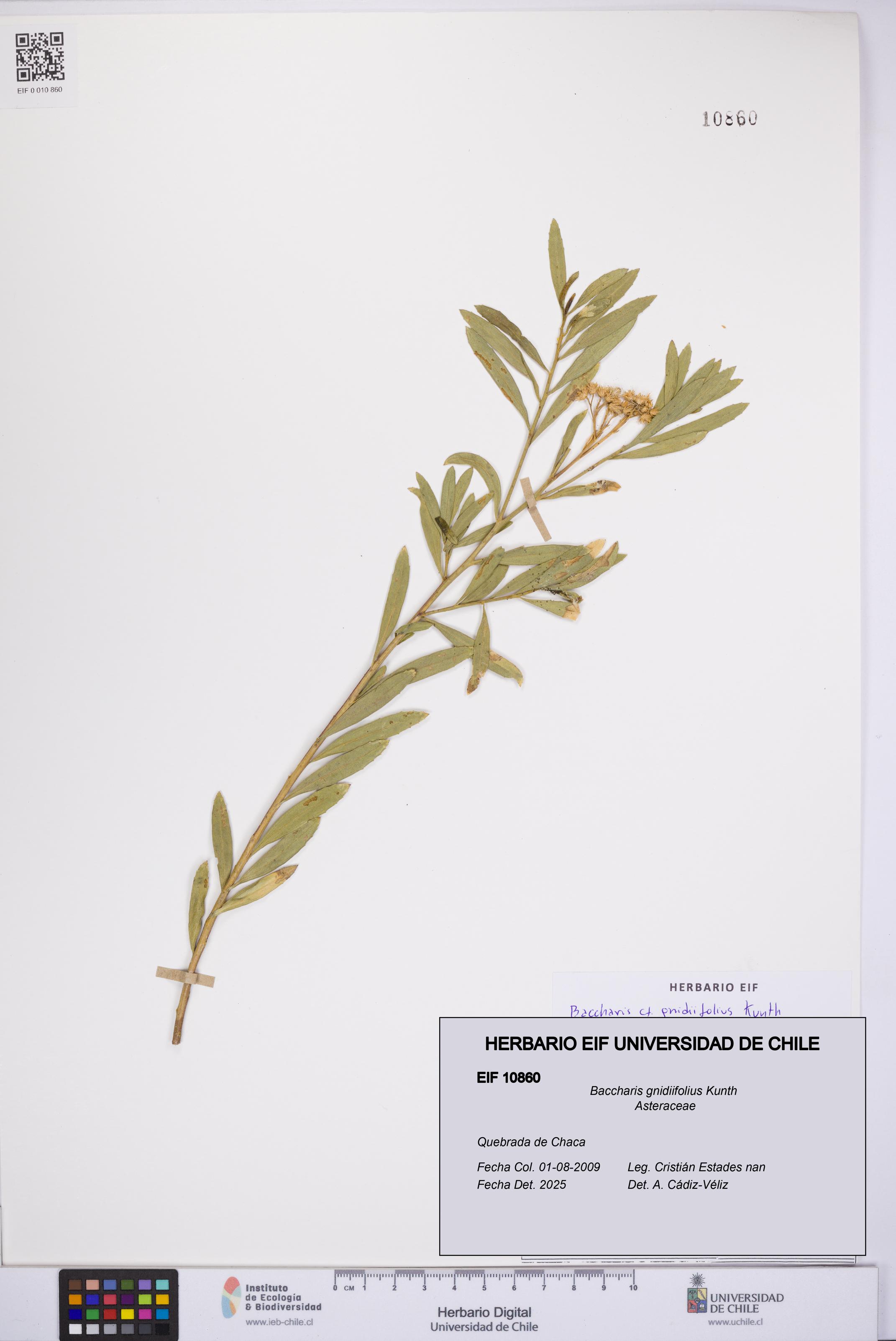 Baccharis gnidiifolius [Espécimen: UCH:EIF:0010860]