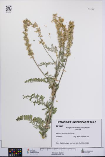 Astragalus berterianus [Espécimen: UCH:EIF:0010927]