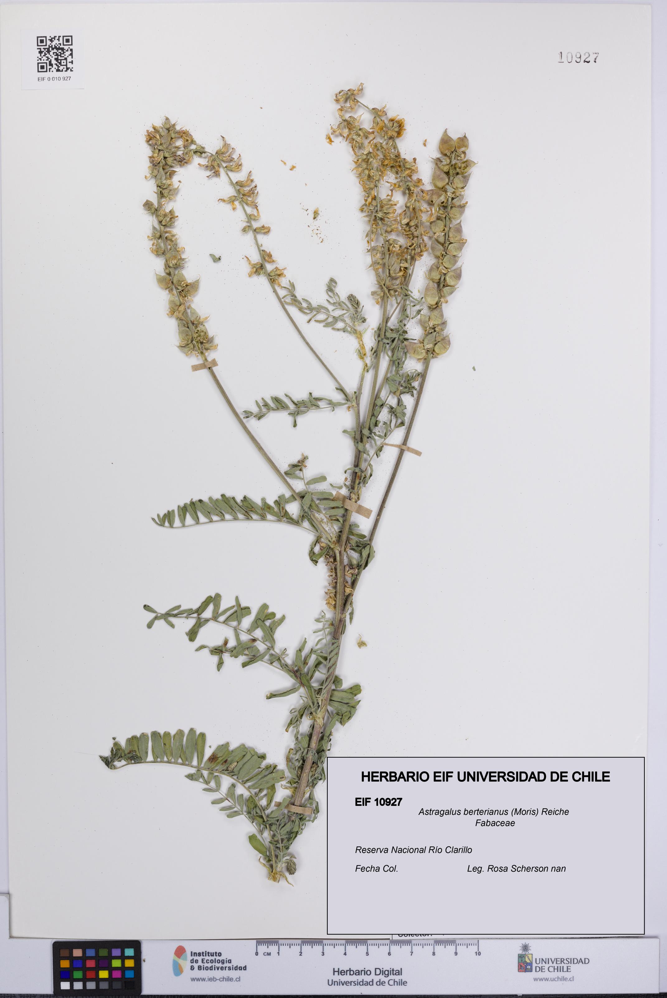 Astragalus berterianus [Espécimen: UCH:EIF:0010927]