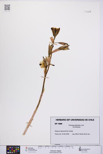 Chloraea bletioides [Espécimen: UCH:EIF:0010958]