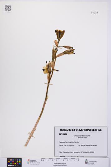 Chloraea bletioides [Espécimen: UCH:EIF:0010958]