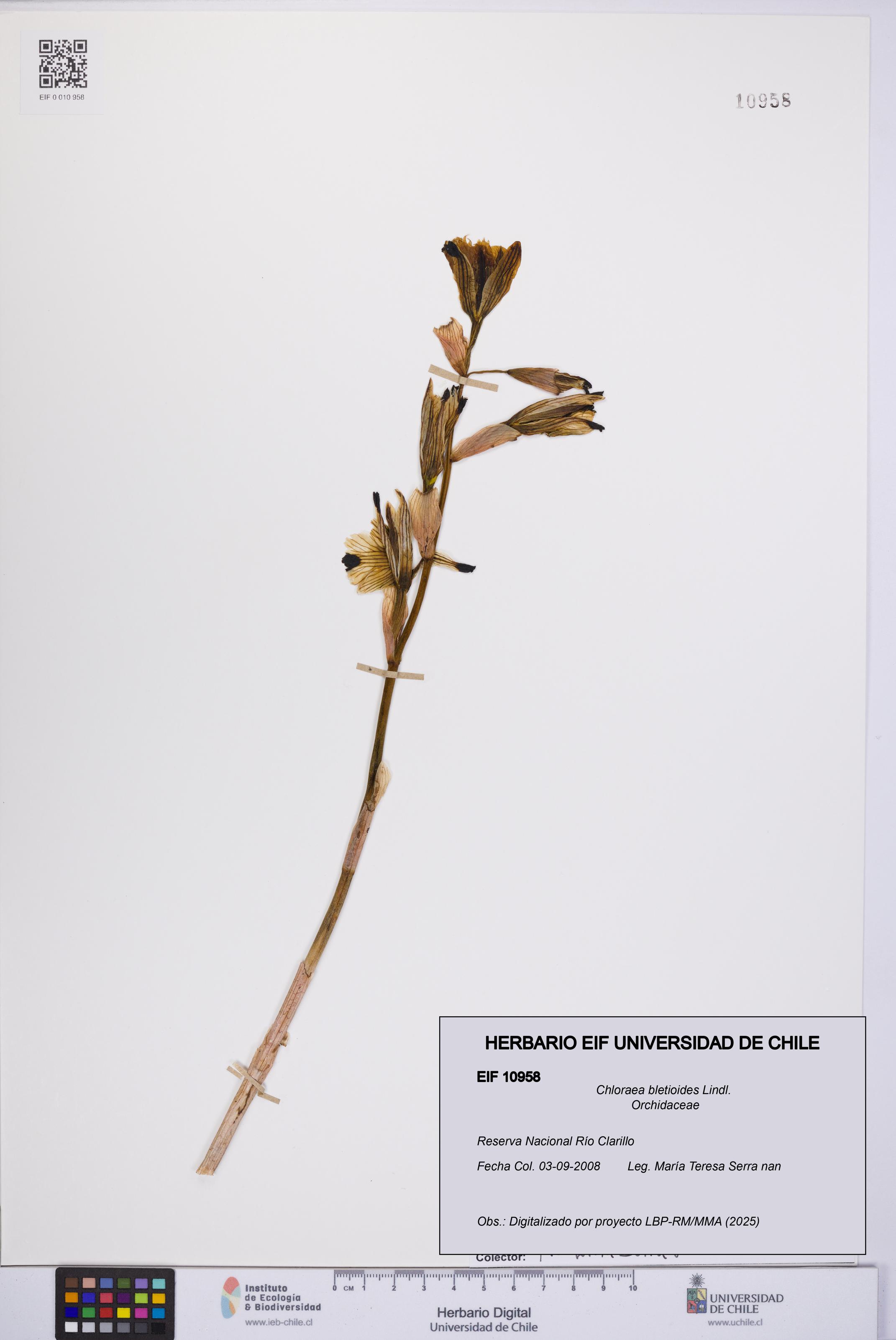 Chloraea bletioides [Espécimen: UCH:EIF:0010958]