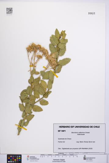 Baccharis calliprinos [Espécimen: UCH:EIF:0010971]