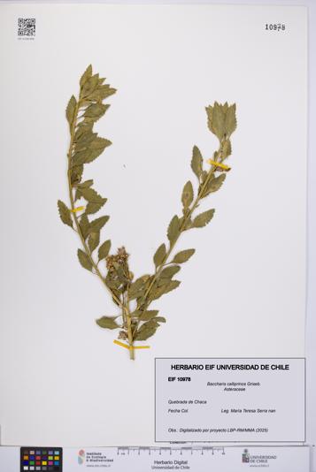 Baccharis calliprinos [Espécimen: UCH:EIF:0010978]