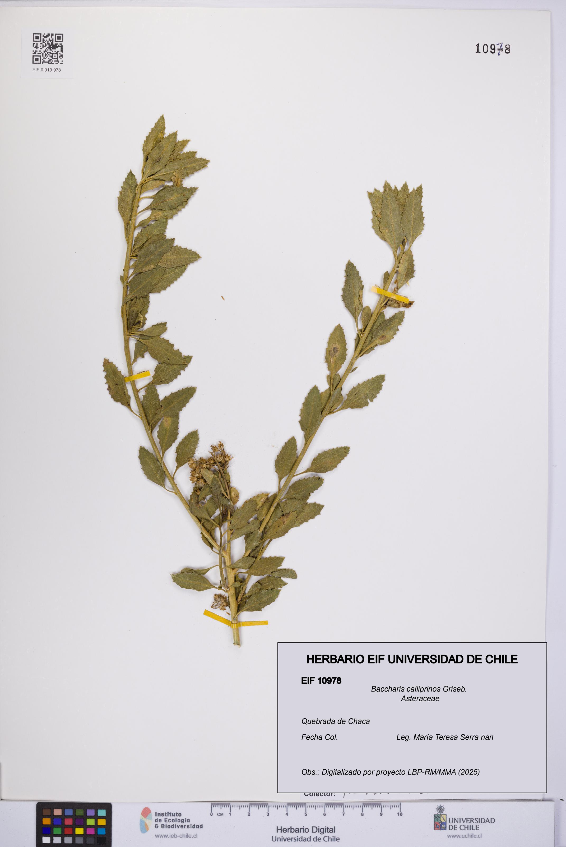 Baccharis calliprinos [Espécimen: UCH:EIF:0010978]