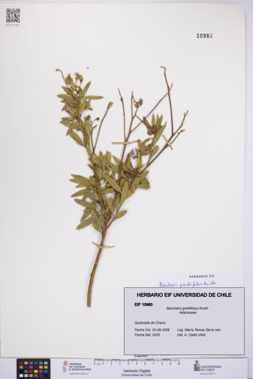 Baccharis gnidiifolius [Espécimen: UCH:EIF:0010983]