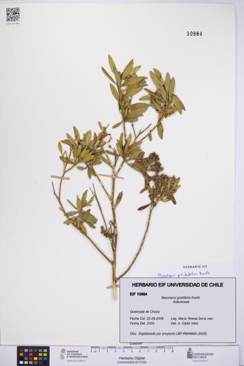 Baccharis gnidiifolia [Espécimen: UCH:EIF:0010984]