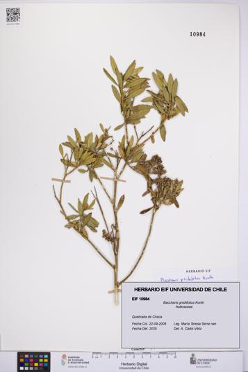 Baccharis gnidiifolius [Espécimen: UCH:EIF:0010984]