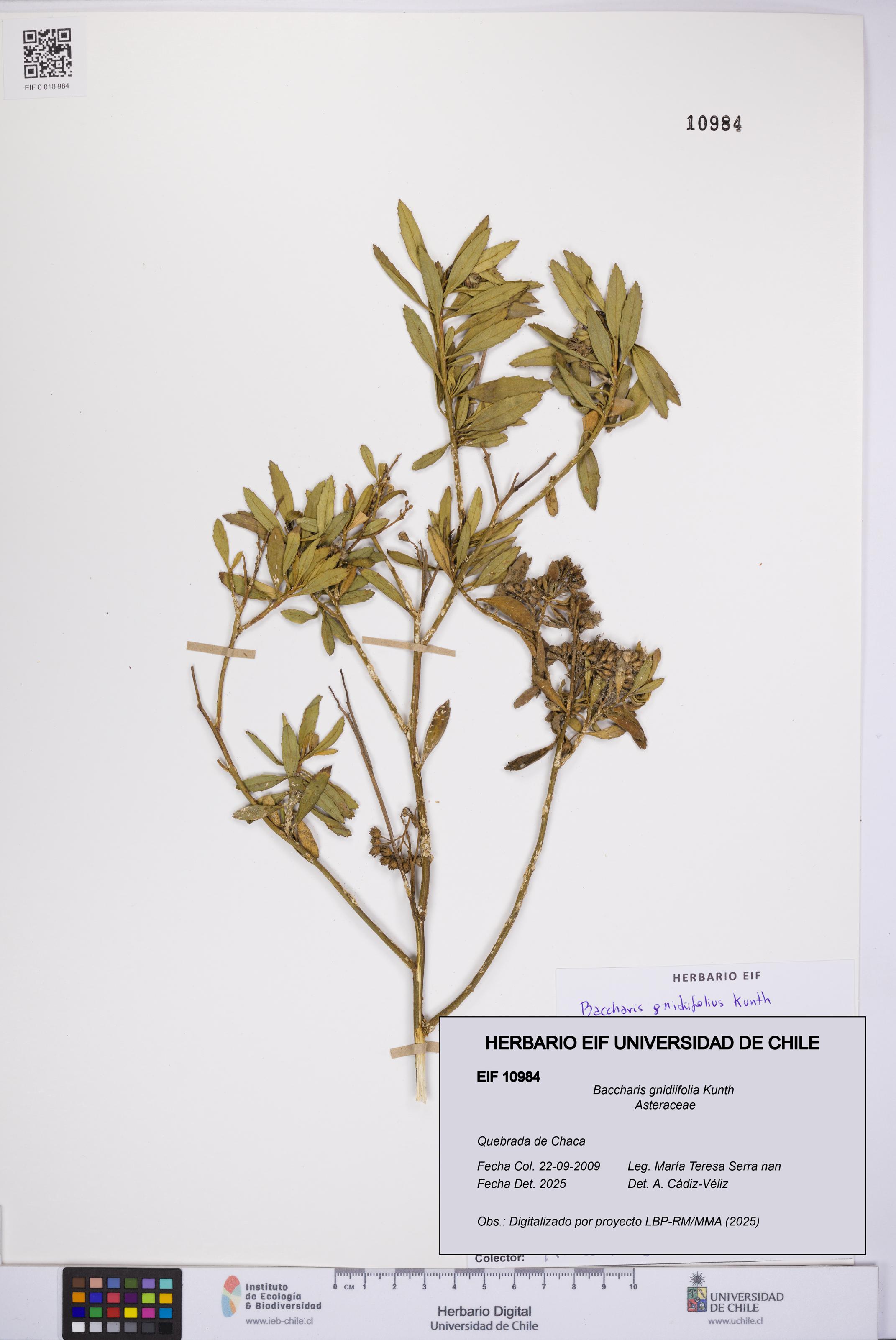 Baccharis gnidiifolia [Espécimen: UCH:EIF:0010984]