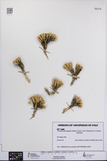 Azorella albovaginata [Espécimen: UCH:EIF:0011006]