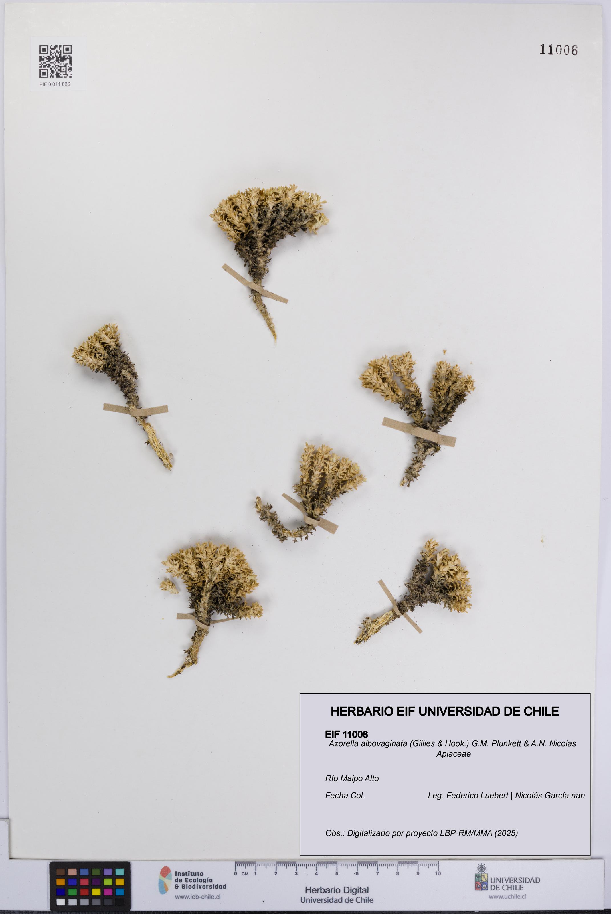 Azorella albovaginata [Espécimen: UCH:EIF:0011006]