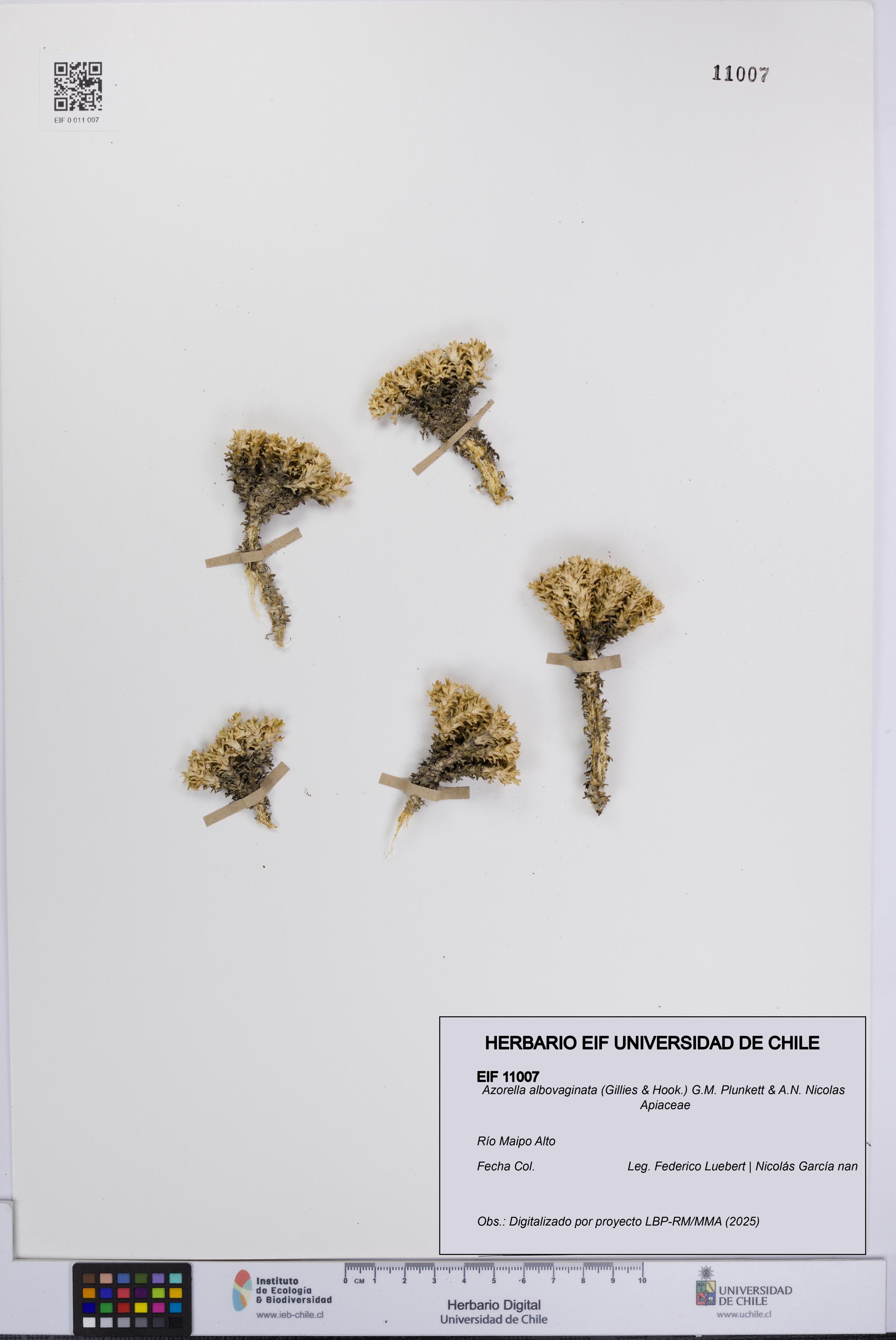 Azorella albovaginata [Espécimen: UCH:EIF:0011007]