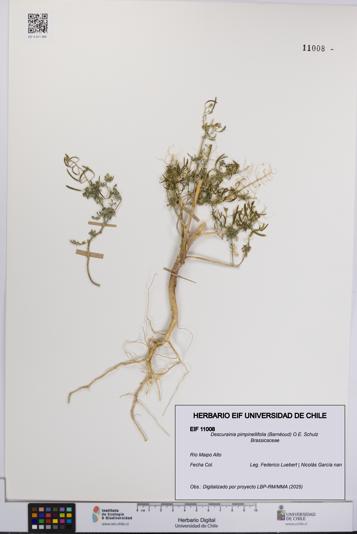 Descurainia pimpinellifolia [Espécimen: UCH:EIF:0011008]