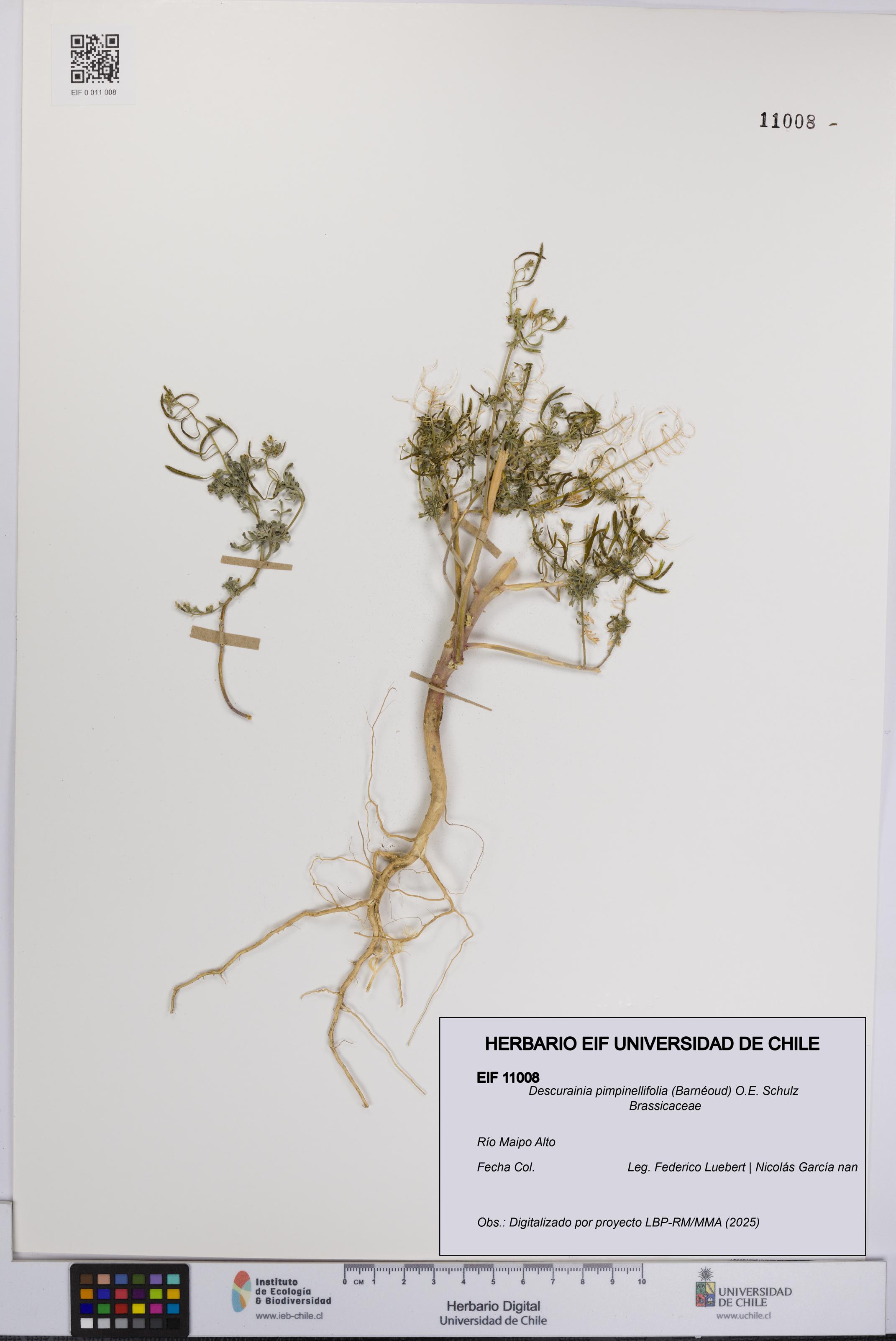 Descurainia pimpinellifolia [Espécimen: UCH:EIF:0011008]