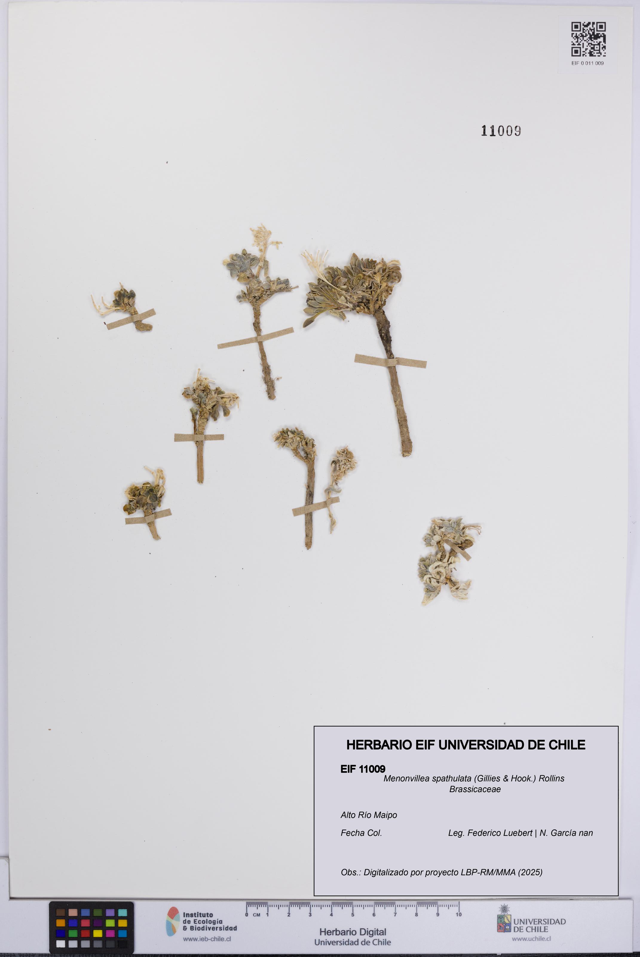 Menonvillea spathulata [Espécimen: UCH:EIF:0011009]