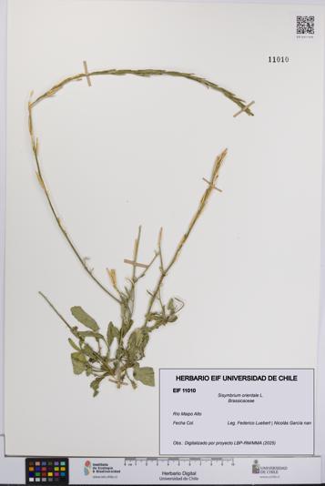 Sisymbrium orientale [Espécimen: UCH:EIF:0011010]