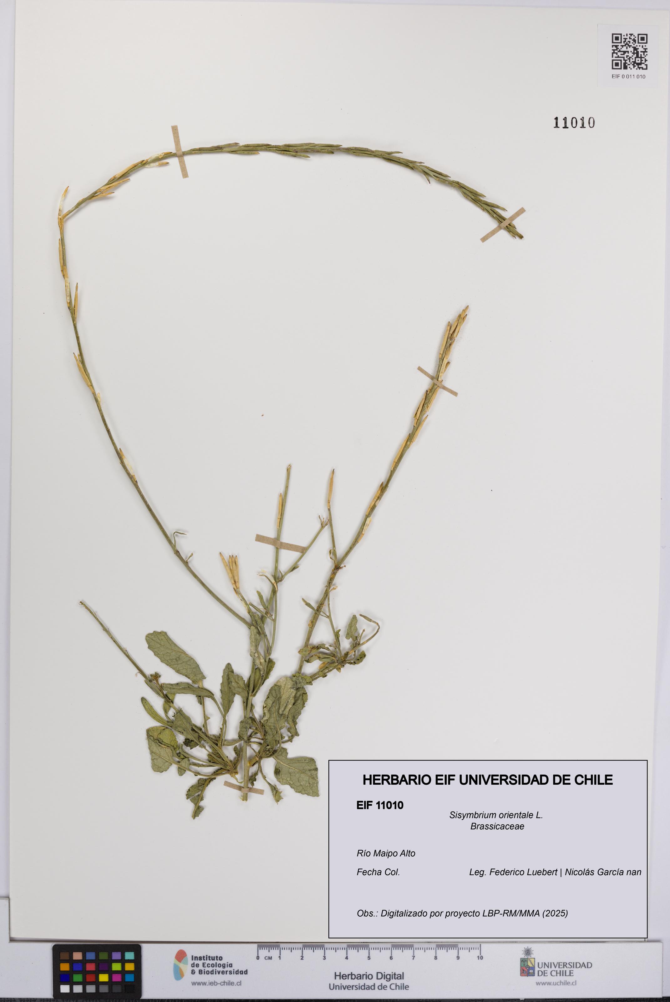 Sisymbrium orientale [Espécimen: UCH:EIF:0011010]