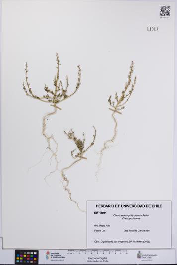 Chenopodium philippianum [Espécimen: UCH:EIF:0011011]