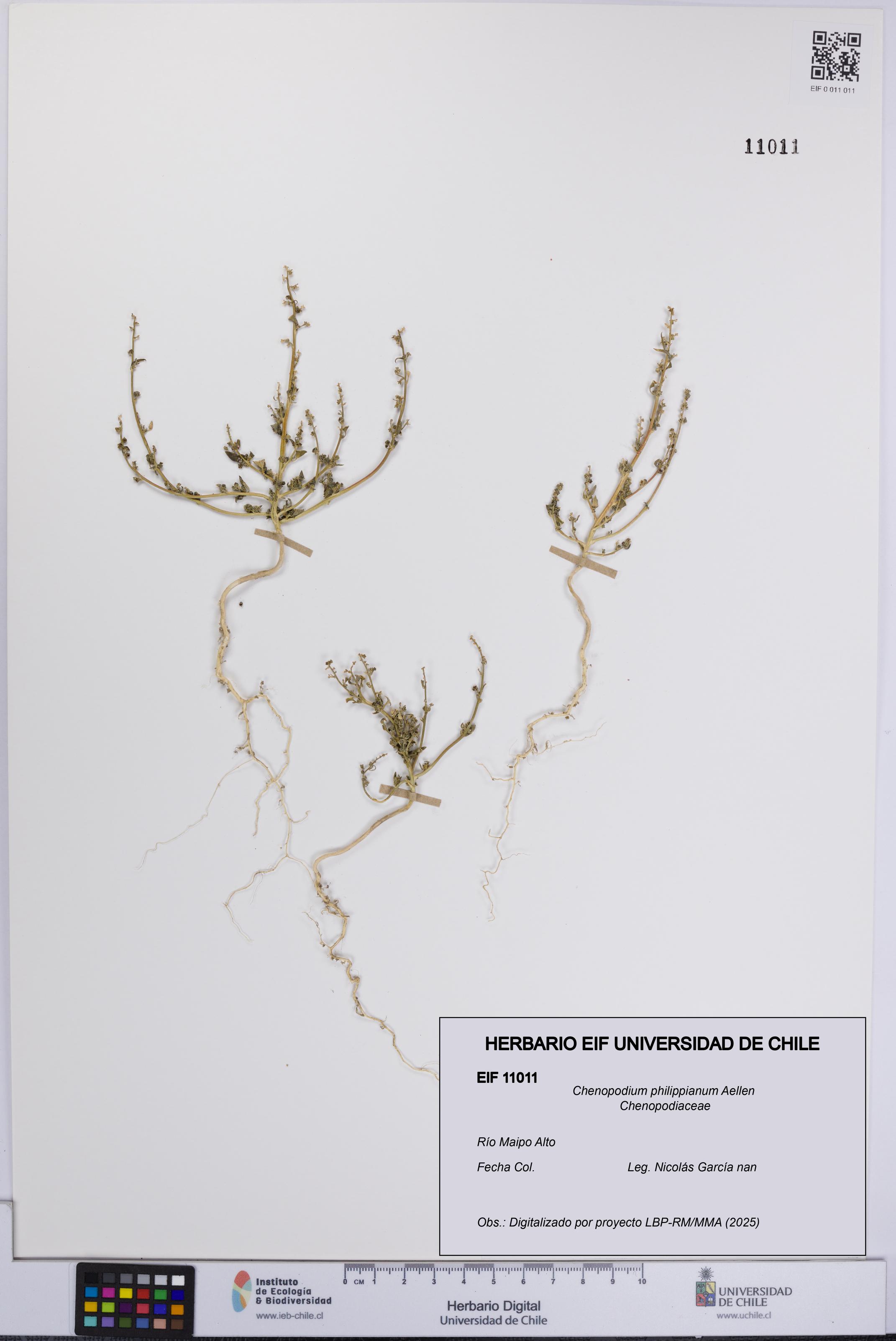 Chenopodium philippianum [Espécimen: UCH:EIF:0011011]