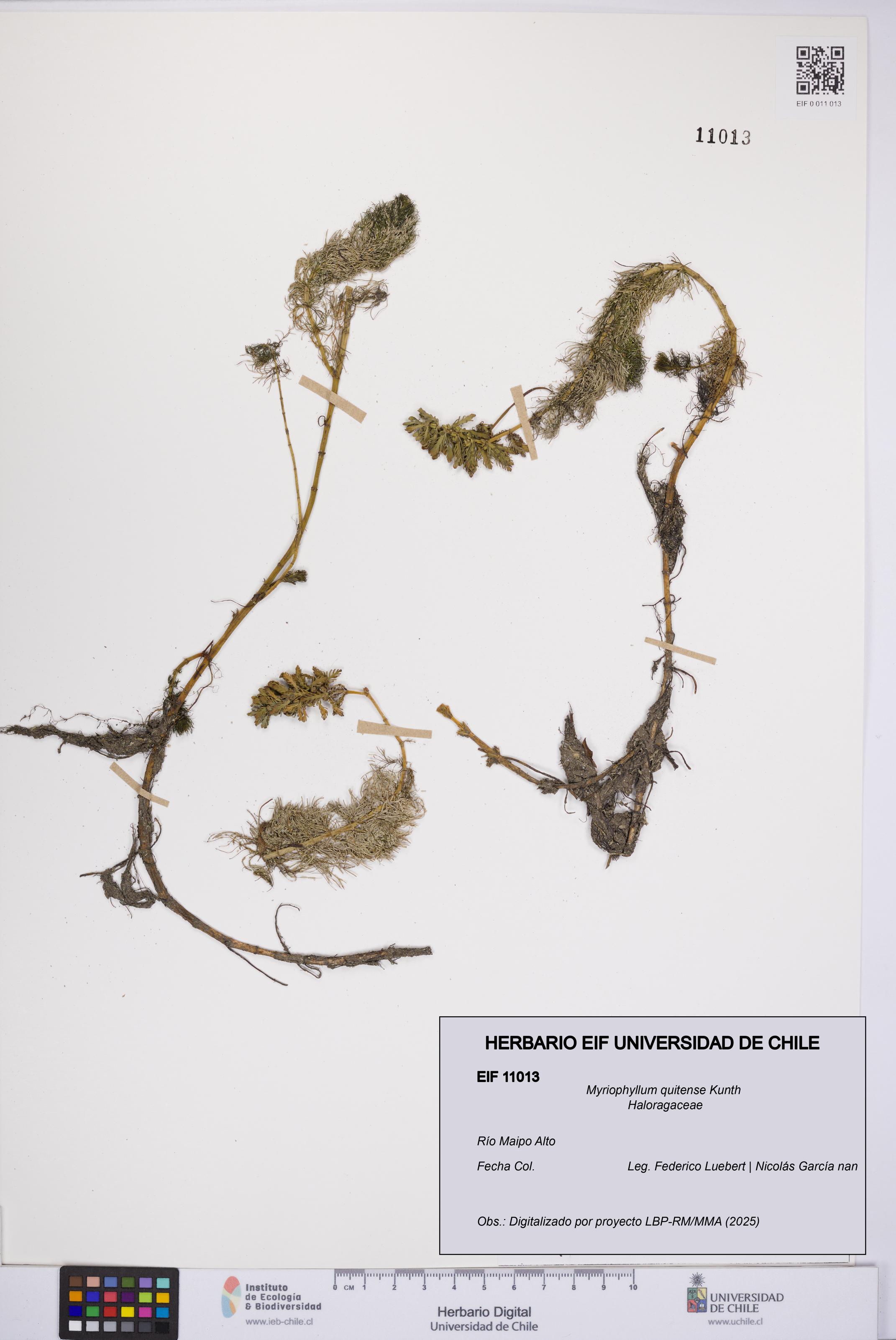 Myriophyllum quitense [Espécimen: UCH:EIF:0011013]