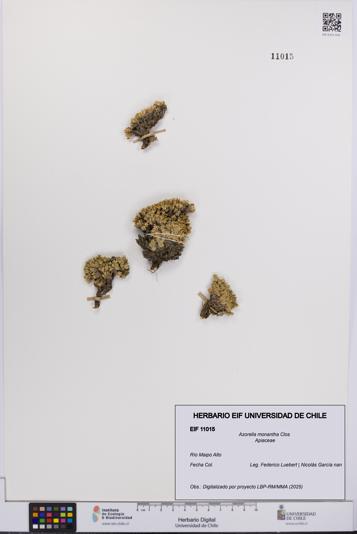 Azorella monantha [Espécimen: UCH:EIF:0011015]