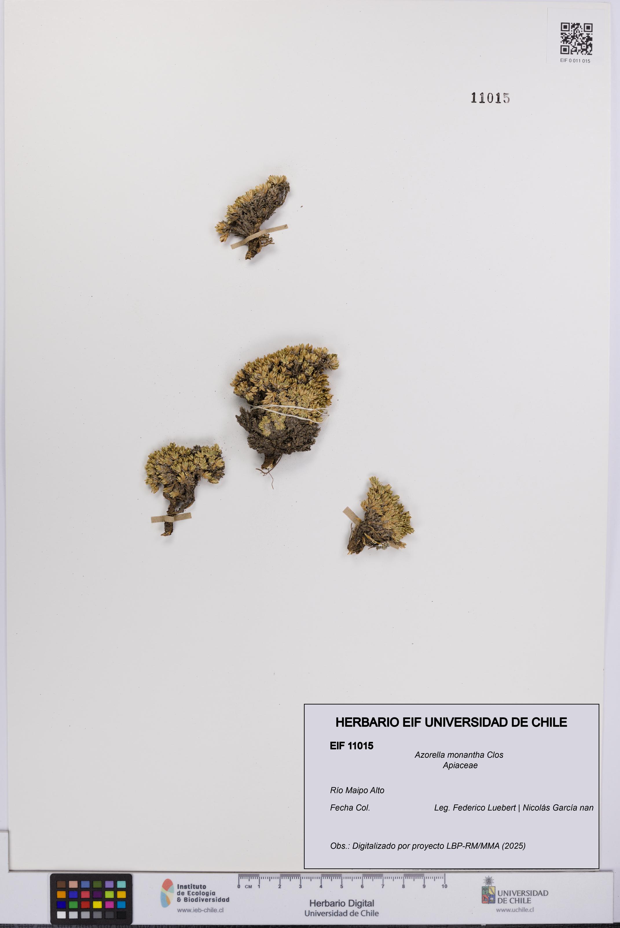 Azorella monantha [Espécimen: UCH:EIF:0011015]