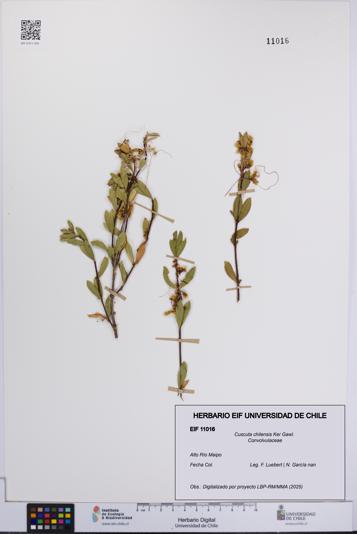 Cuscuta chilensis [Espécimen: UCH:EIF:0011016]