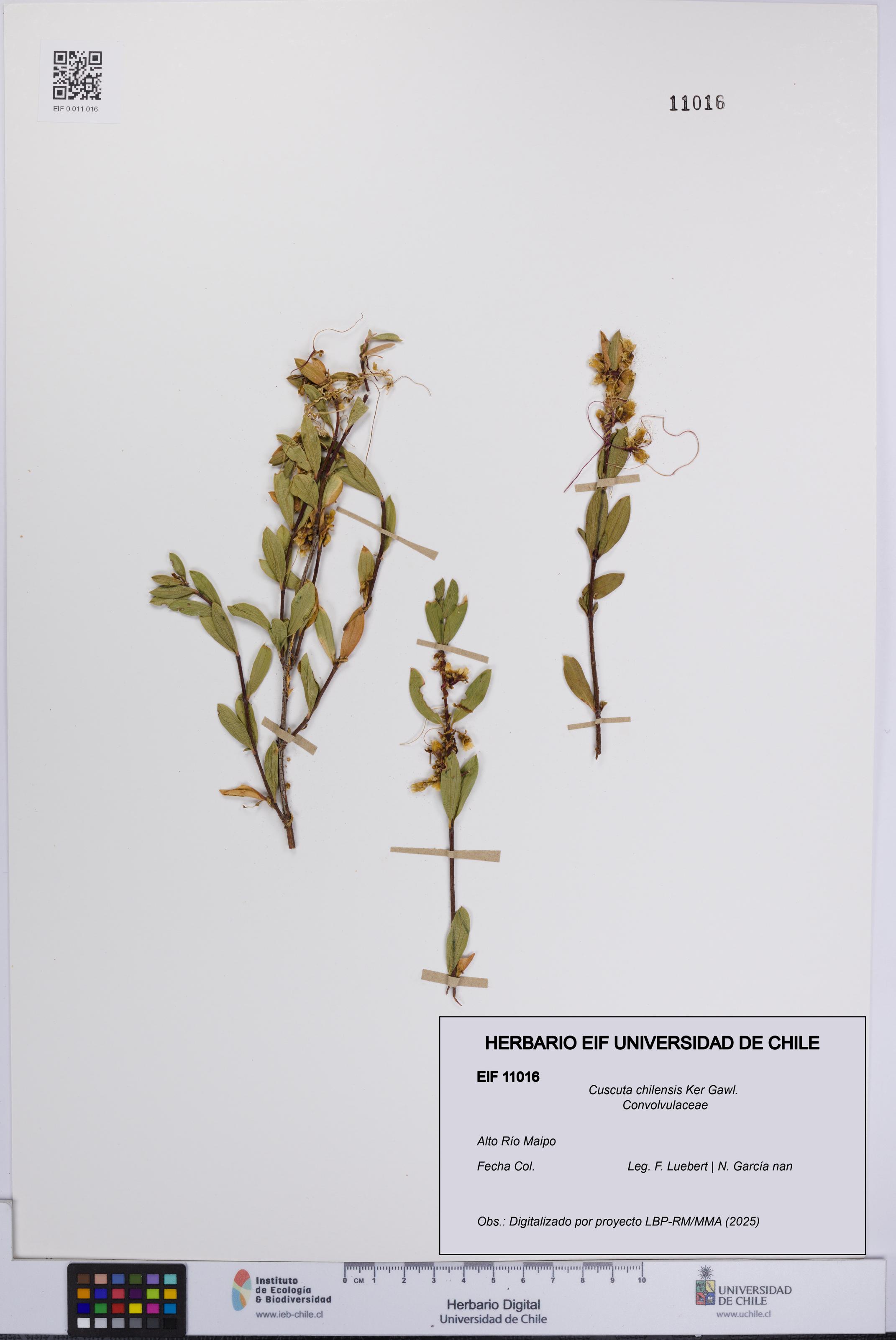 Cuscuta chilensis [Espécimen: UCH:EIF:0011016]