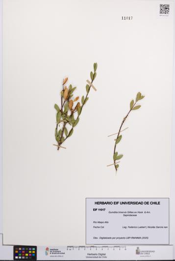 Guindilia trinervis [Espécimen: UCH:EIF:0011017]