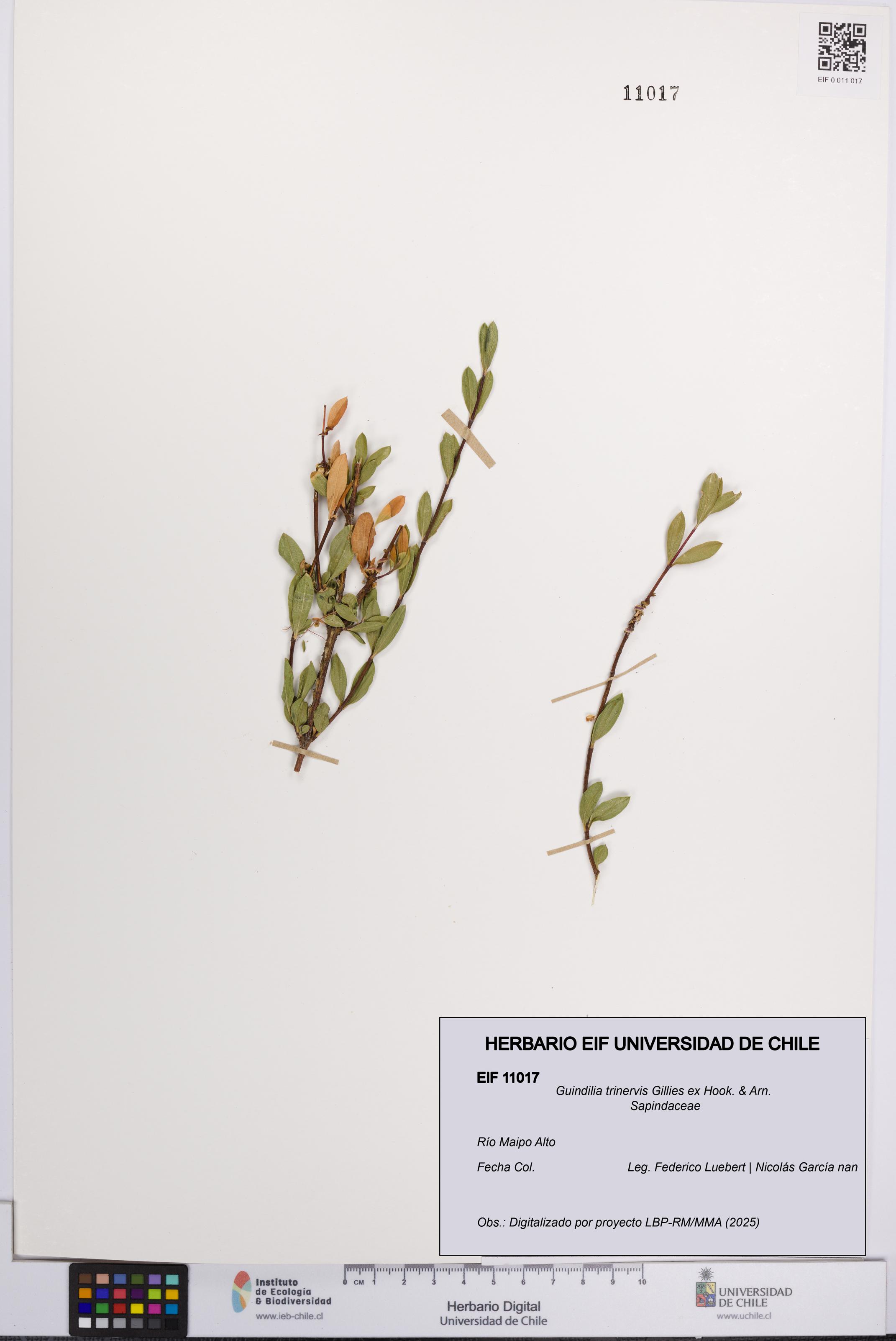 Guindilia trinervis [Espécimen: UCH:EIF:0011017]