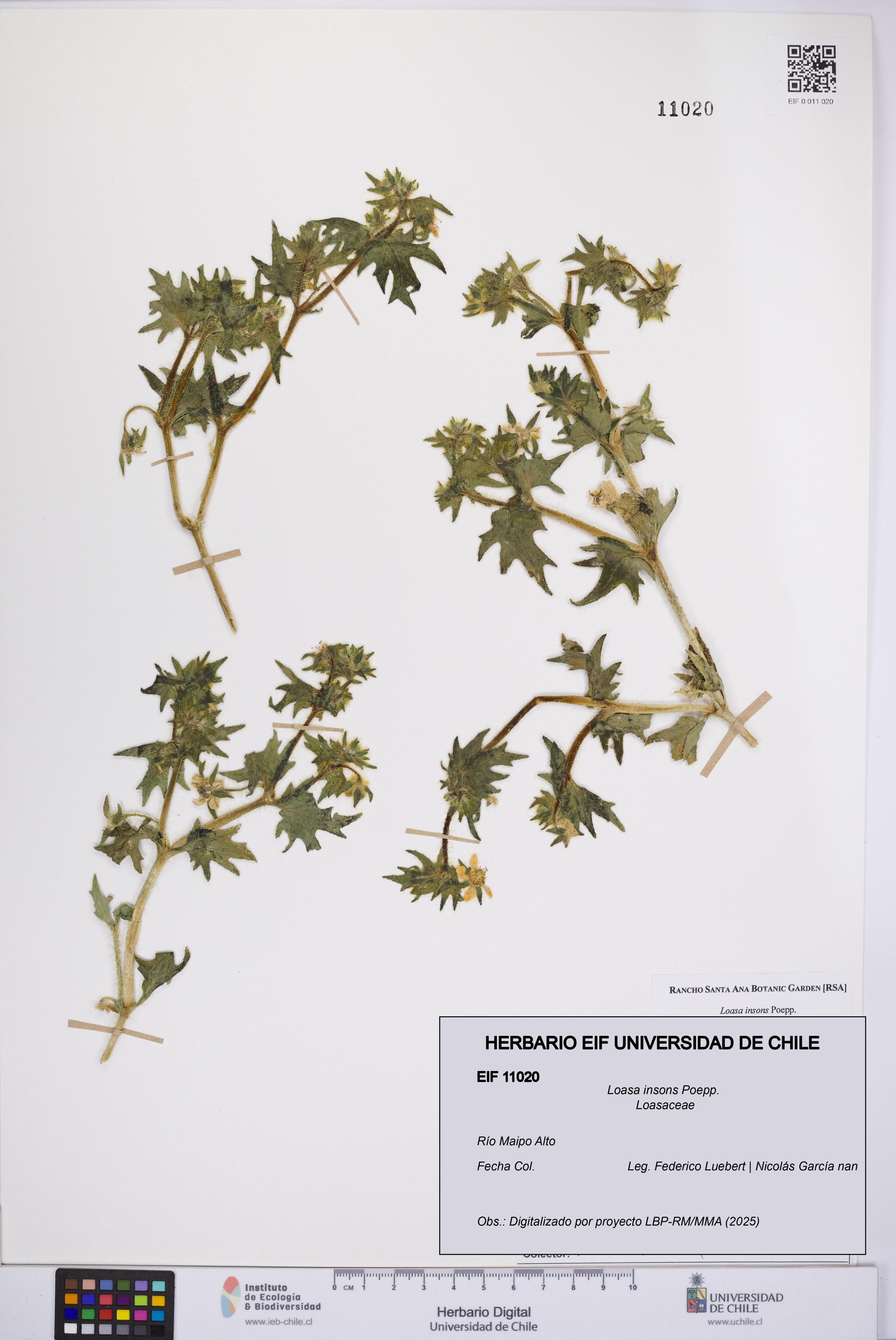 Loasa insons [Espécimen: UCH:EIF:0011020]