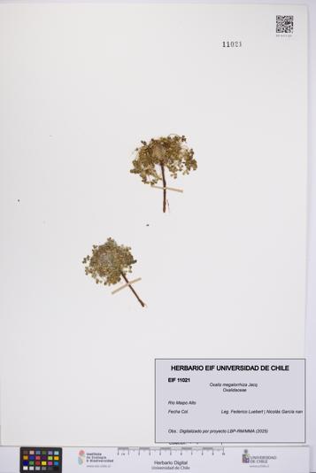 Oxalis megalorrhiza [Espécimen: UCH:EIF:0011021]