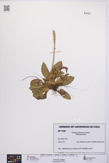 Plantago pachyneura [Espécimen: UCH:EIF:0011022]