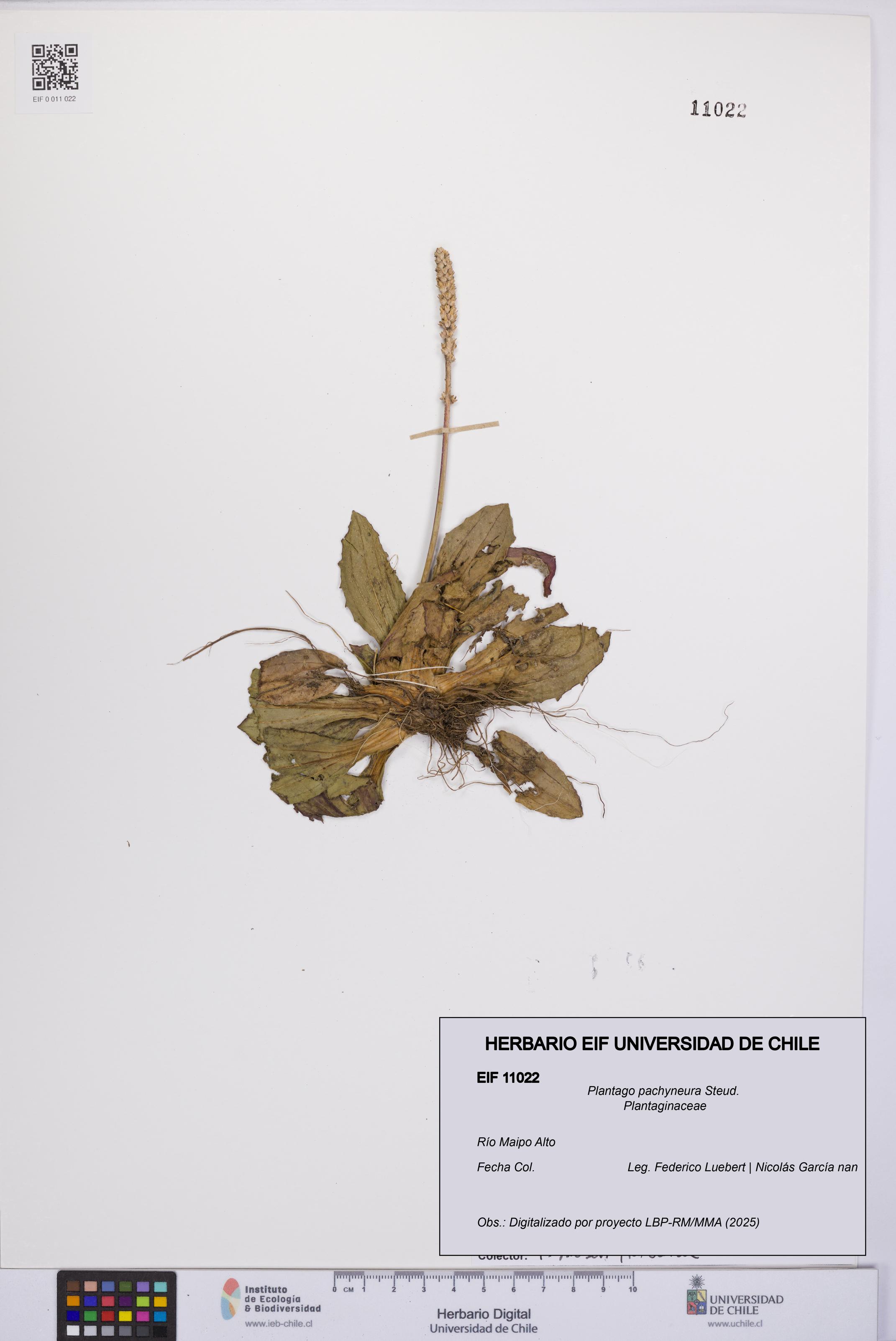 Plantago pachyneura [Espécimen: UCH:EIF:0011022]