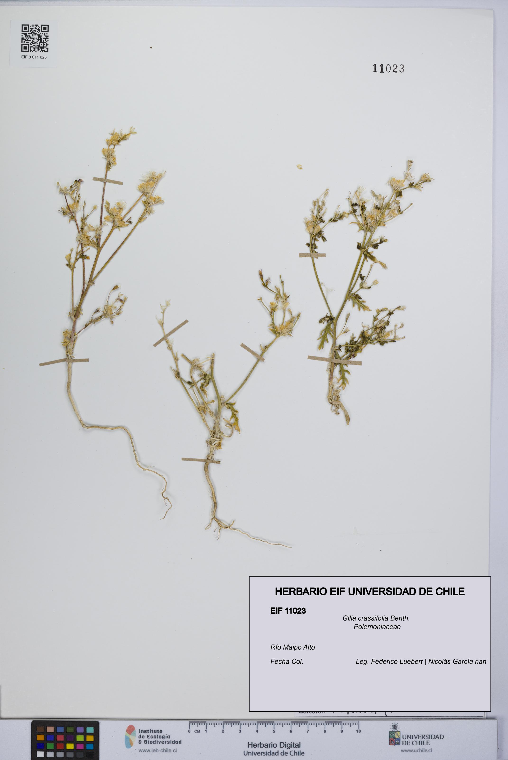 Gilia crassifolia [Espécimen: UCH:EIF:0011023]