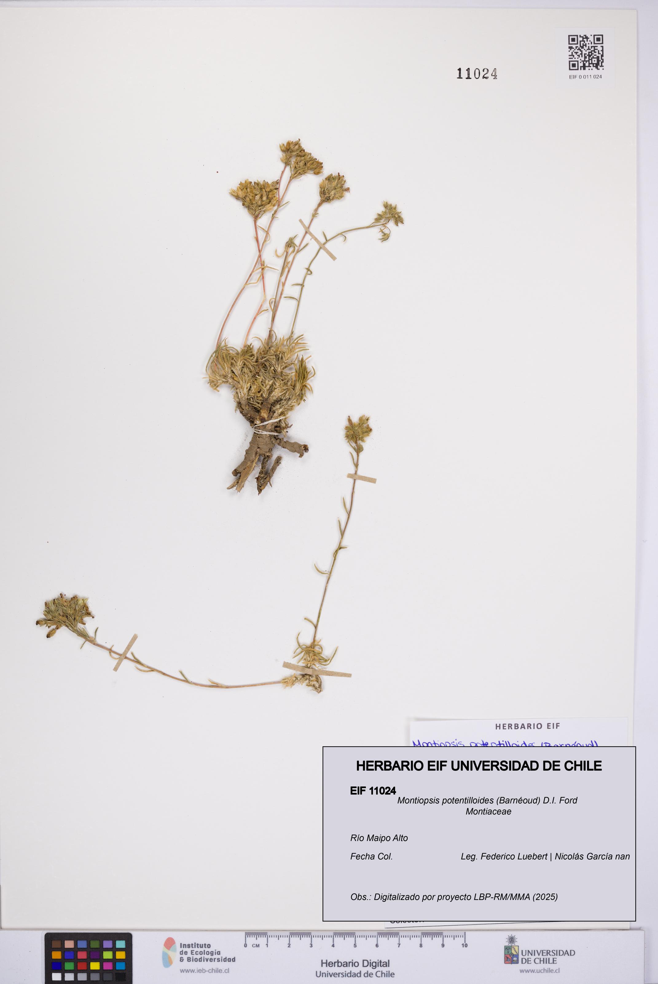 Montiopsis potentilloides [Espécimen: UCH:EIF:0011024]