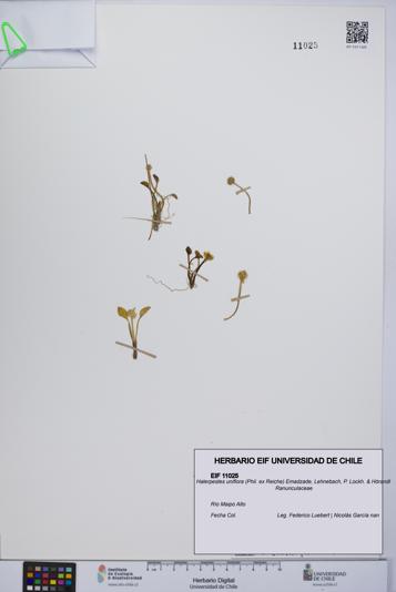 Halerpestes uniflora [Espécimen: UCH:EIF:0011025]